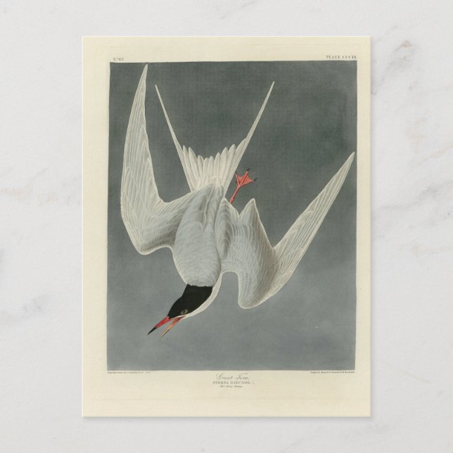Underbar Tern, Common Tern - Audubon Birds of Amer Vykort (Framsida)