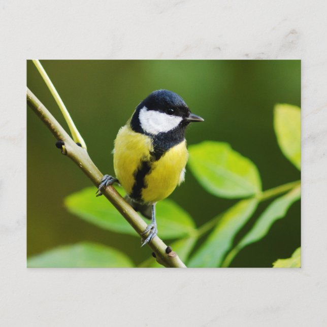 Underbar tit på hösten vykort (Framsida)