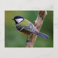 Underbar tit på hösten