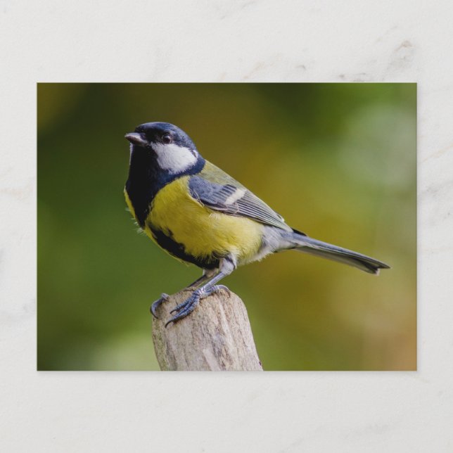 Underbar tit på hösten vykort (Framsida)