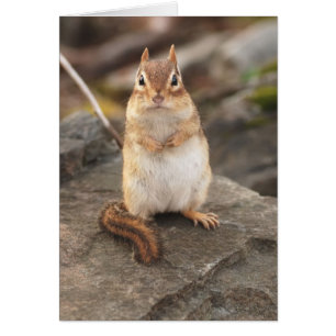 underbar tjock och fluffy chipmunk hälsningskort