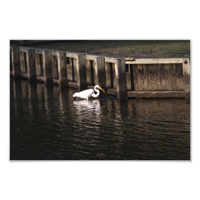 Underbar Underbar tagning av Egret Fototryck (Framsidan)