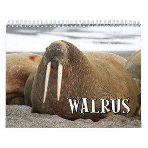 Underbar valrossväggkalender kalender