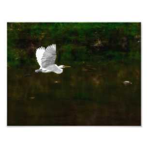 Underbar Vit Egret under flygning över floden Fototryck