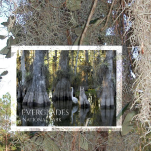 Underbar vit gret, Bald Cypress, Everglades NP Vykort