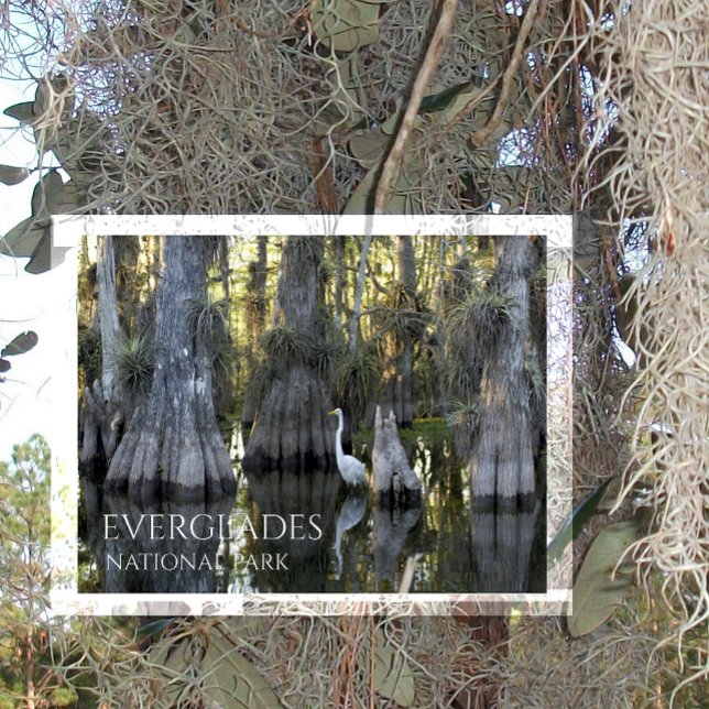 Underbar vit gret, Bald Cypress, Everglades NP Vykort (Skapare uppladdad)