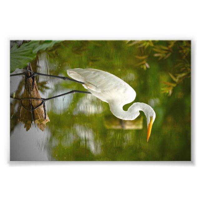Underbar vit Heron på ett loggfoto Fototryck (Framsidan)