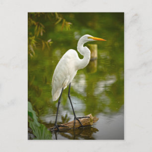 Underbar vit Heron på ett loggfoto Vykort