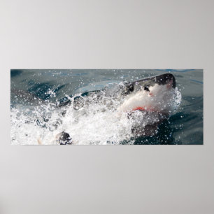 Underbar vithaj poster