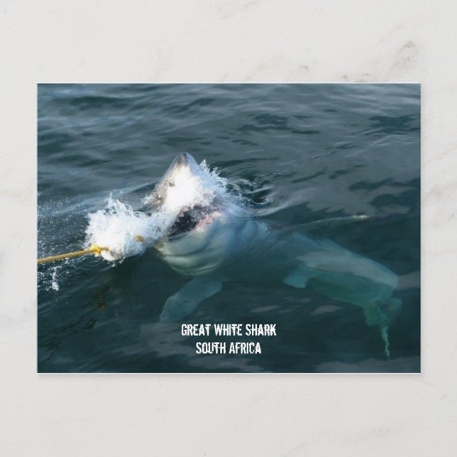 Underbar vithaj - södra Afrikan Vykort (Framsida)