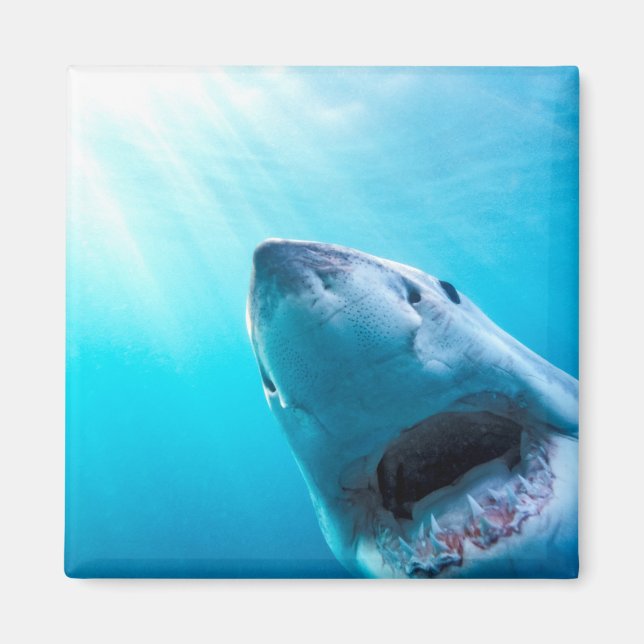 Underbar vithaj | Sydlig Afrika Magnet (Framsidan)