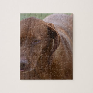 Underbar Vizsla hund Pussel