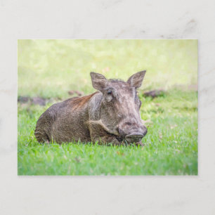 Underbar Warthog vykort