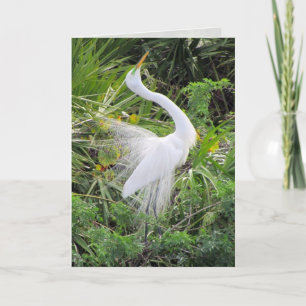 Underbar White Egret Kärlek Dance Helgkort