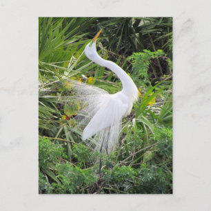 Underbar White Egret Kärlek Dance Vykort