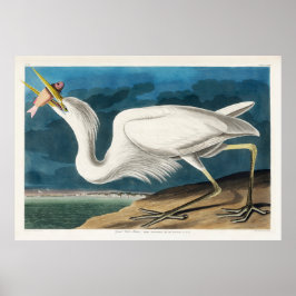Underbar White Heron, 1835, The Birds of America Poster