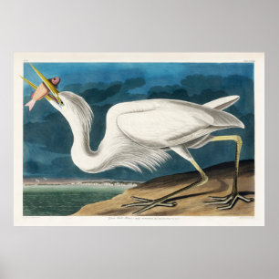 Underbar White Heron, 1835, The Birds of America Poster