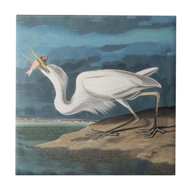 Underbar White Heron Audubon Bird Wildlife Paintin Kakelplatta (Framsidan)