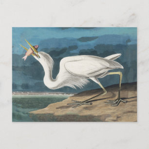Underbar White Heron Audubon Bird Wildlife Paintin Vykort