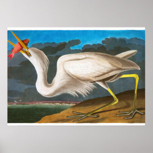 Underbar White Heron av John James Audubon Poster