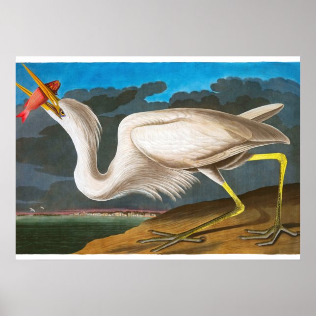Underbar White Heron av John James Audubon Poster (Framsidan)