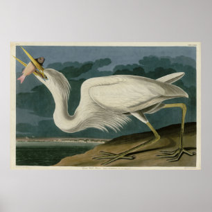 Underbar White Heron, från Audubon's Birds of Amer Poster