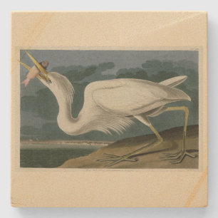 Underbar White Heron, från Audubon's Birds of Amer Stenunderlägg