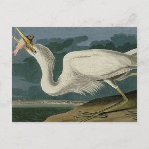 Underbar White Heron, från Audubon's Birds of Amer Vykort