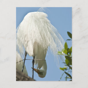 Underbar White Heron Grund Up Vykort