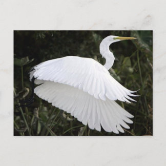 Underbar White Heron Vykort