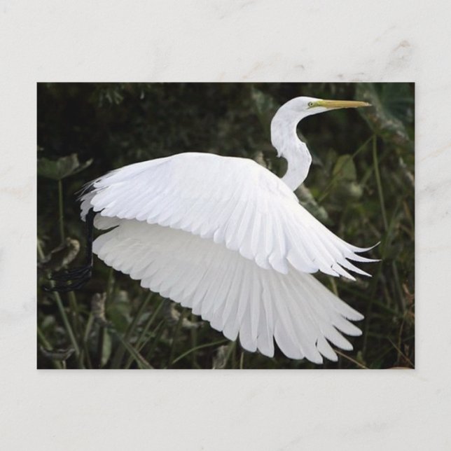 Underbar White Heron Vykort (Framsida)