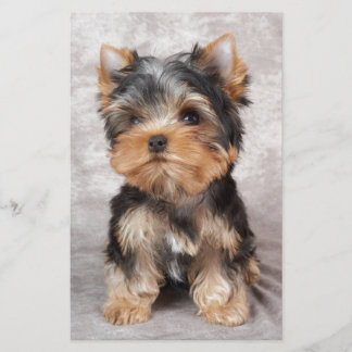 Underbar yorkie brevpapper