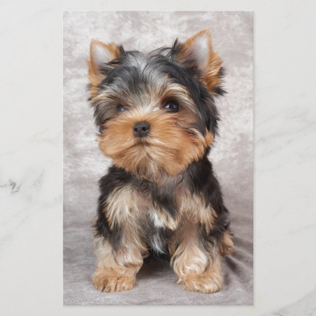 Underbar yorkie brevpapper (Framsida)