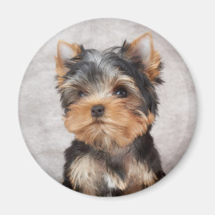 Underbar yorkie magnet