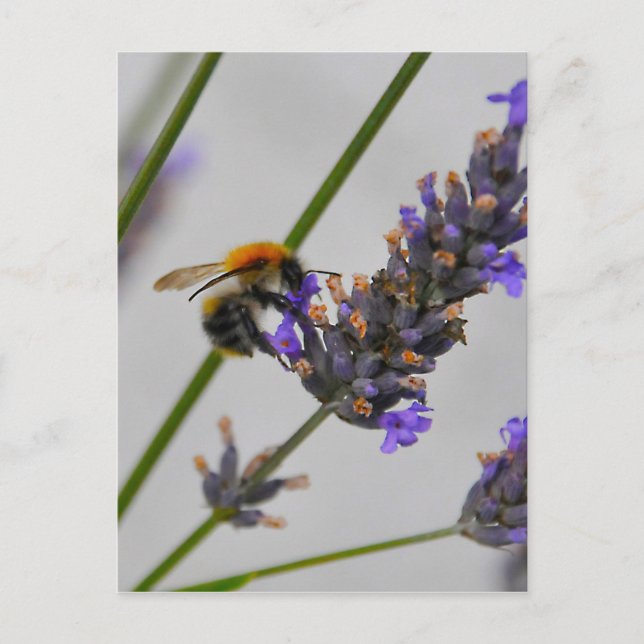 Underbara arbetare vykort (Framsida)