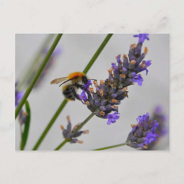 Underbara arbetare vykort (Framsida)