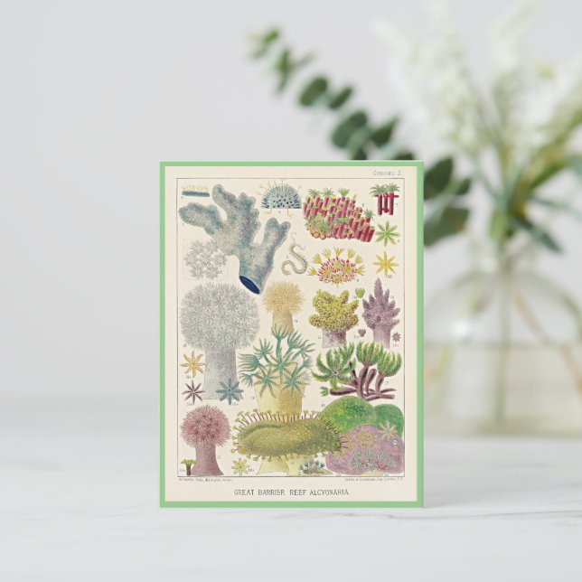 Underbara barriärrevet i Australien, Alcyonaria Vykort (Stående Fram)