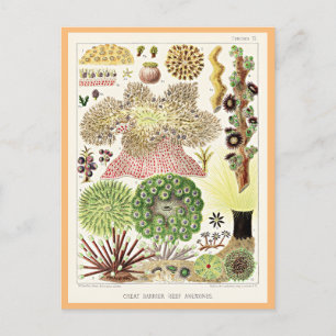 Underbara barriärrevet i Australien Anemones Vykort