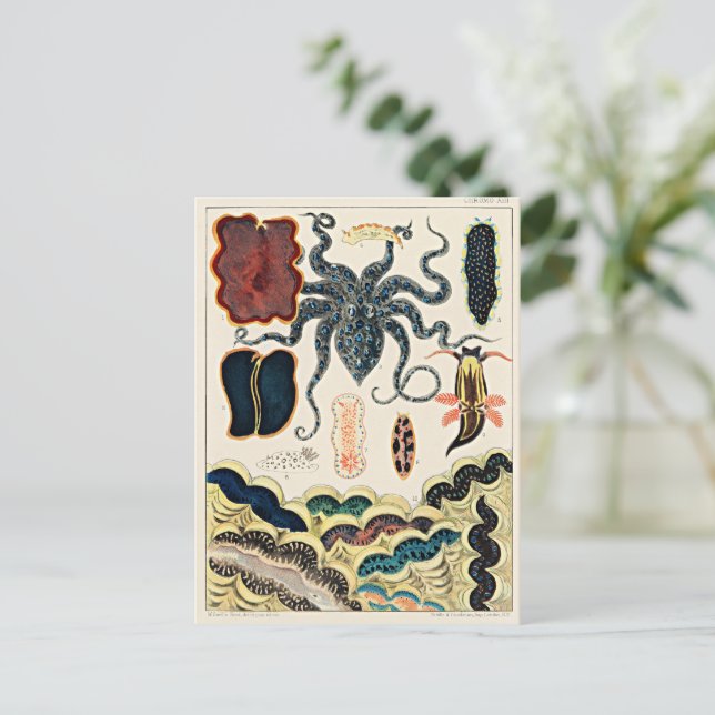 Underbara barriärrevet i Australien Vykort (Stående Fram)