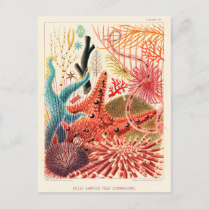 Underbara Barrier Reef Echinoderms Vykort
