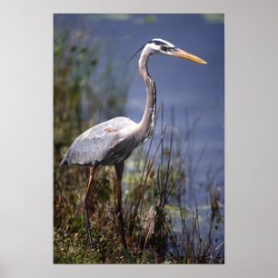 Underbara björn av arten Blå Heron vatten som påtr Poster