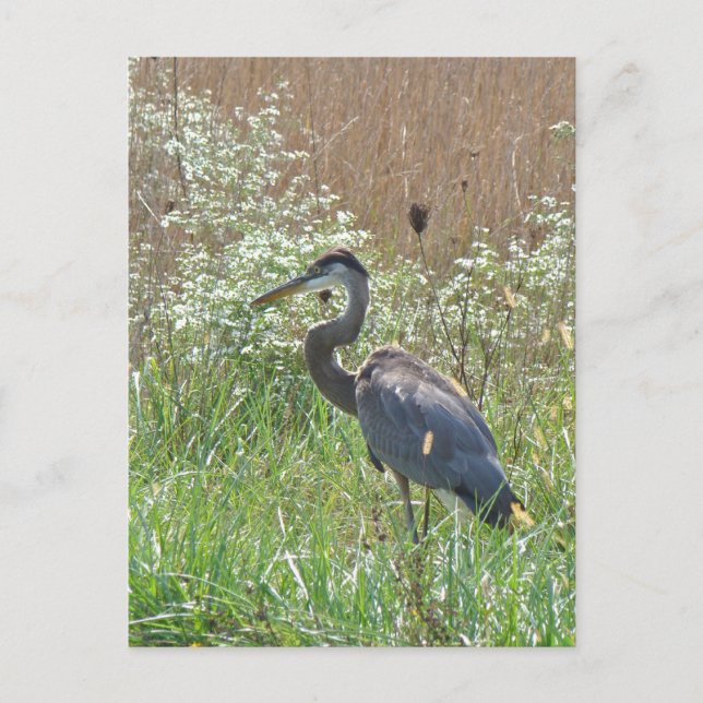 Underbara Blå Heron - Ardea herodias Vykort (Framsida)