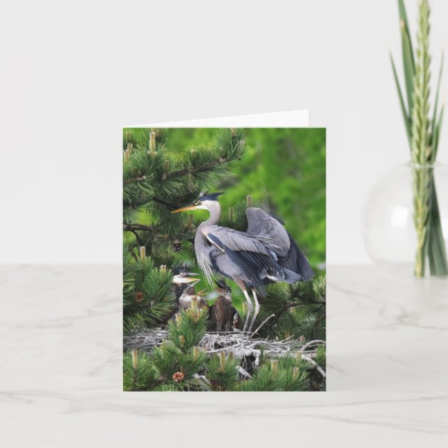 Underbara Blå Heron och dess Spädbarn! Kort (Framsida)