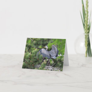 Underbara Blå Heron och dess Spädbarn! Kort