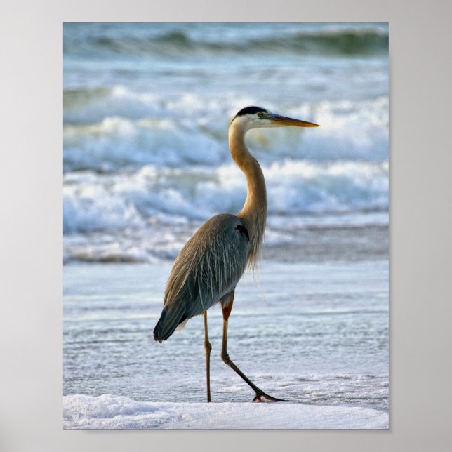 Underbara blå Heron på stranden Poster (Framsidan)