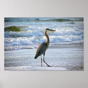 Underbara blå Heron på stranden Poster