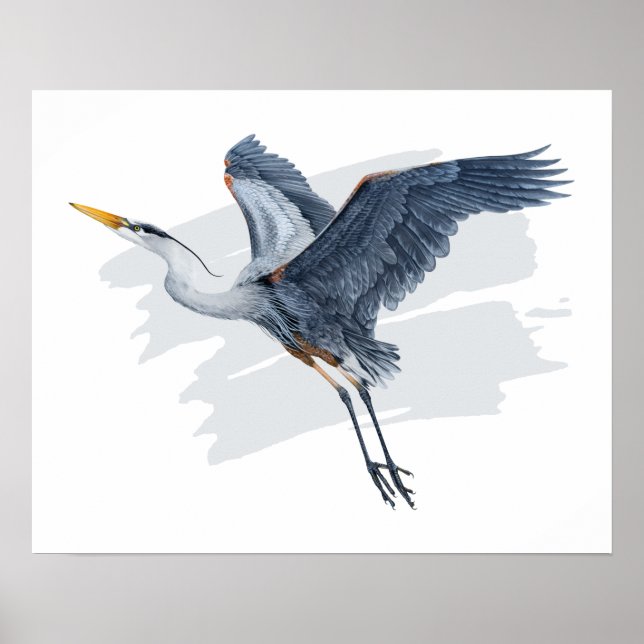 Underbara blå Heron under flygning Poster (Framsidan)