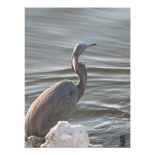Underbara Blå Heron vid Vatten Fototryck