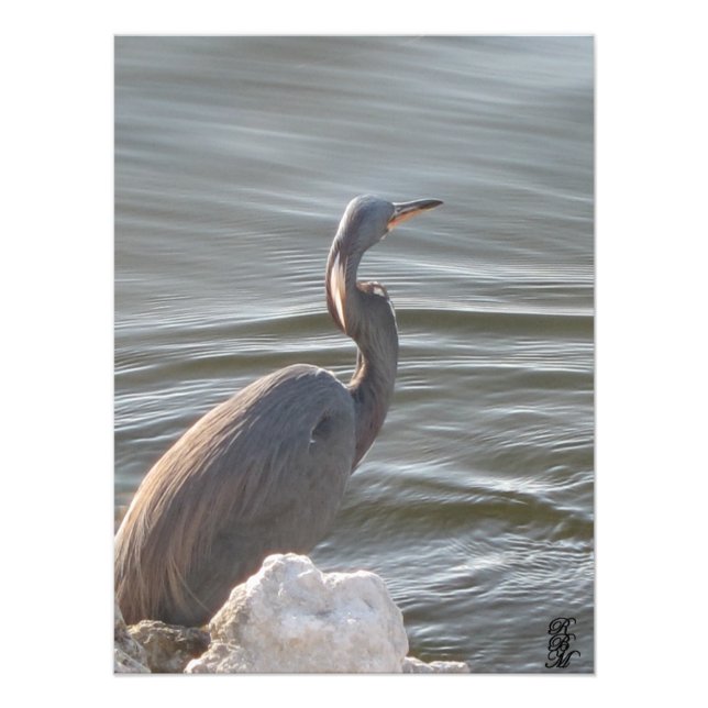 Underbara Blå Heron vid Vatten Fototryck (Framsidan)