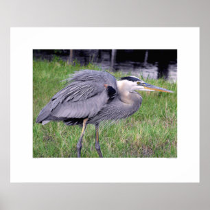 Underbara Blå Herons territorium Poster